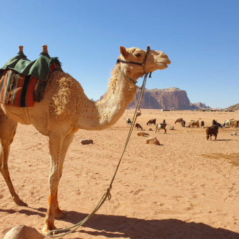 Una giornata nel deserto del Wadi Rum