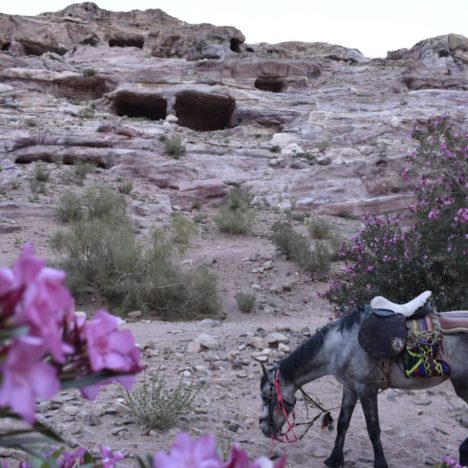 VISITARE IL DESERTO DEL WADI RUM