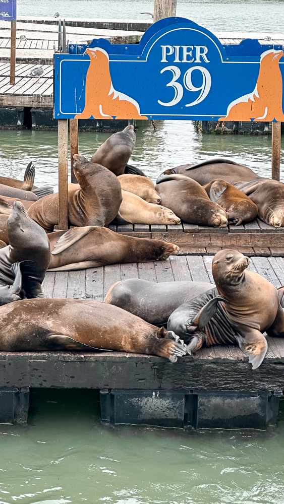 I leoni marini spiaggiati sul Pier 39 a San Francisco