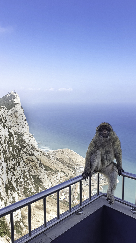 Scimmia in posa sulla rocca di Gibilterra