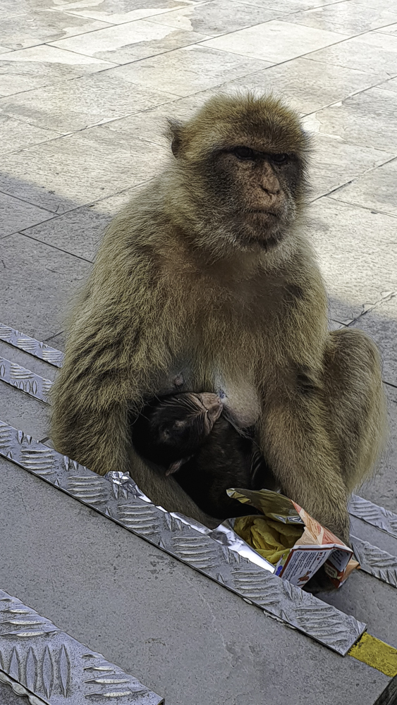 Scimmia con il suo piccolo a Gibilterra che mangia un pacchetto di patatine rubato ad un turista
