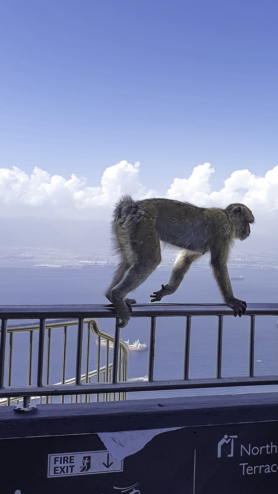 scimmia in bilico sulla ringhiera nel view point a Gibilterra