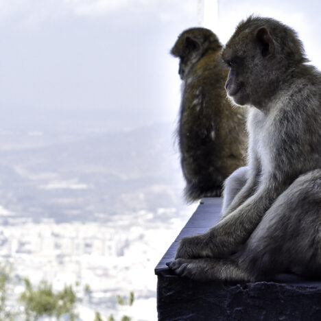Gibilterra e le uniche scimmie d'Europa