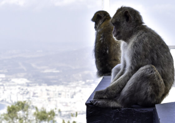 Gibilterra e le uniche scimmie d'Europa