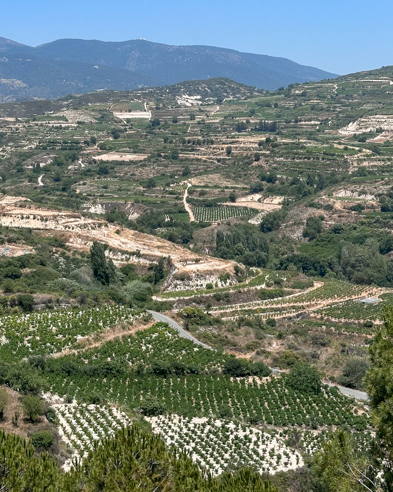 vigneti colline cipro