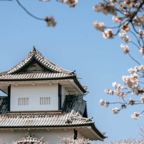 Castello di Kanazawa in Giappone, durante la fioritura dei ciliegi