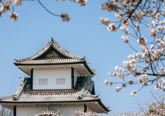 Castello di Kanazawa in Giappone, durante la fioritura dei ciliegi