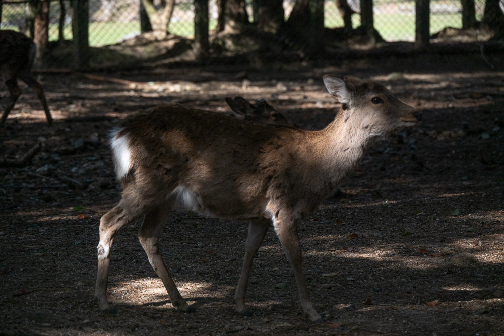 Nara, Giappone, un cervo che passeggia indisturbato nel parco