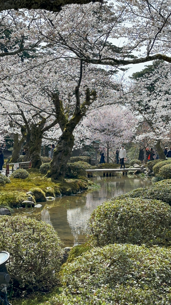 parco di Kanazawa con i ciliegi in fiore