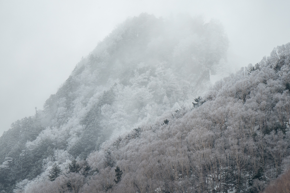 alberi innevati tra le alpi giapponesi