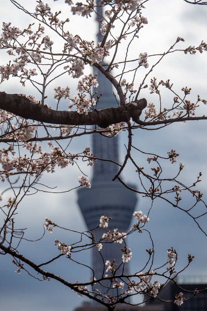 tokyo, la sky tree tra i rami di un ciliegio in fiore