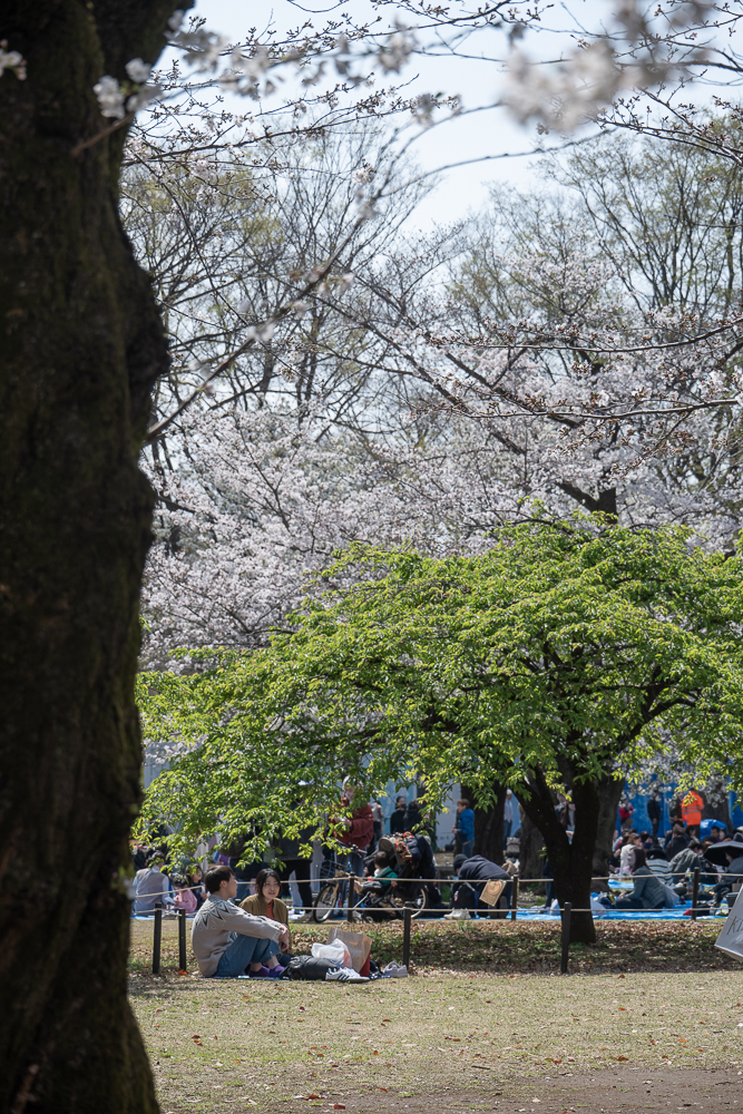 spensieratezza in un parco a Tokyo, sotto la fioritura