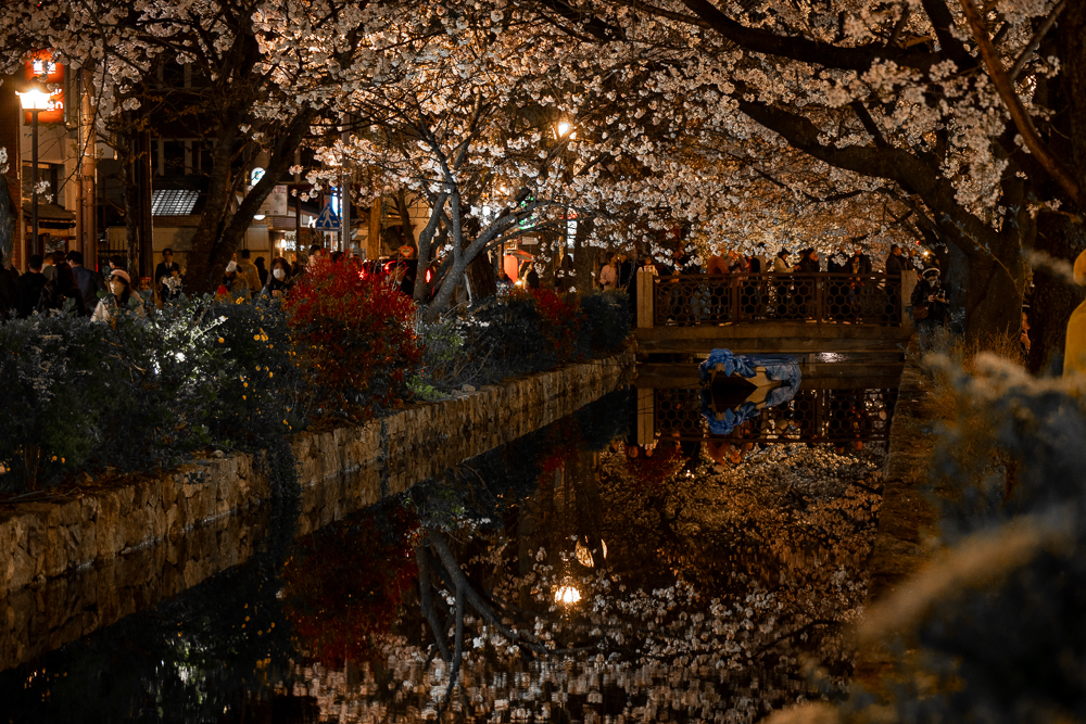 Kyoto, i ciliegi in fiore che si specchiano nel canale a Pontocho